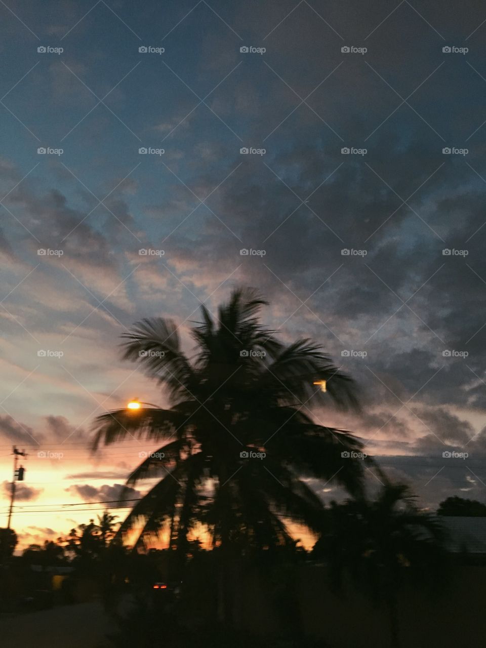 Vivacious Floridian Sunset with Palm Tree