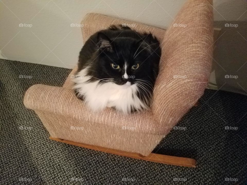 Fat Cat in Little Chair