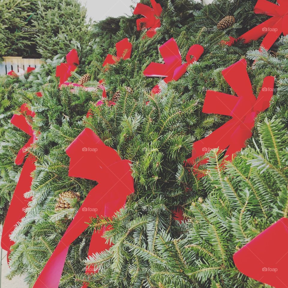 Christmas, Winter, Tree, Pine, Celebration