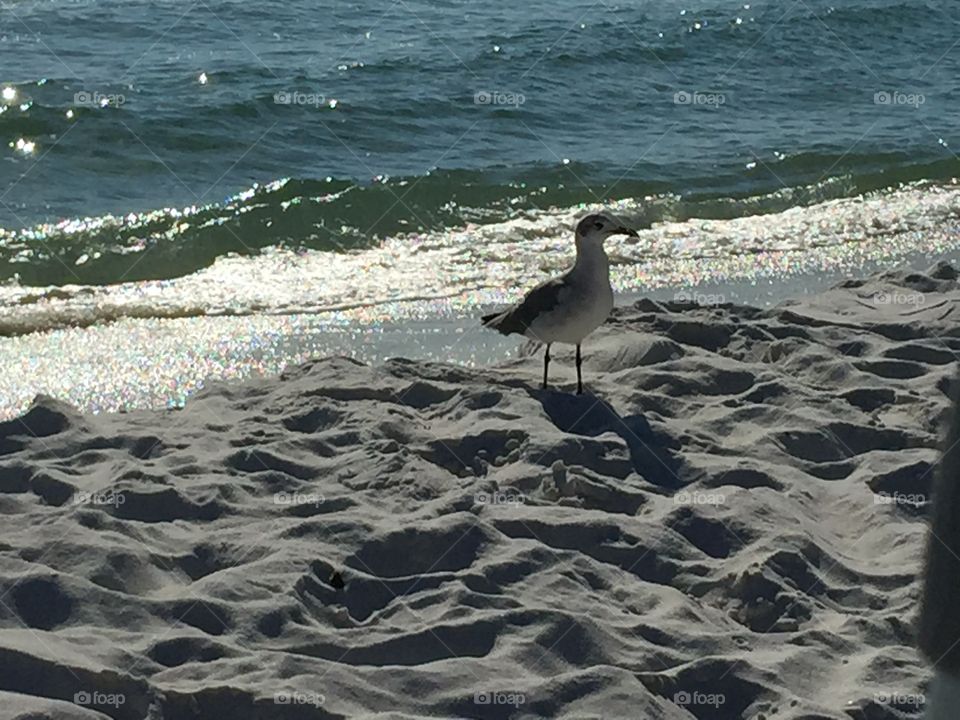 Seagull seaside 