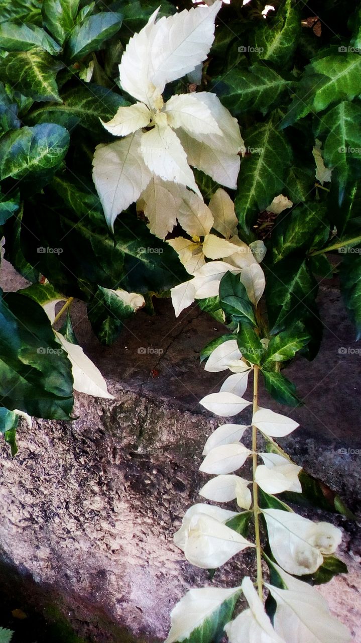 Nature with white leaves