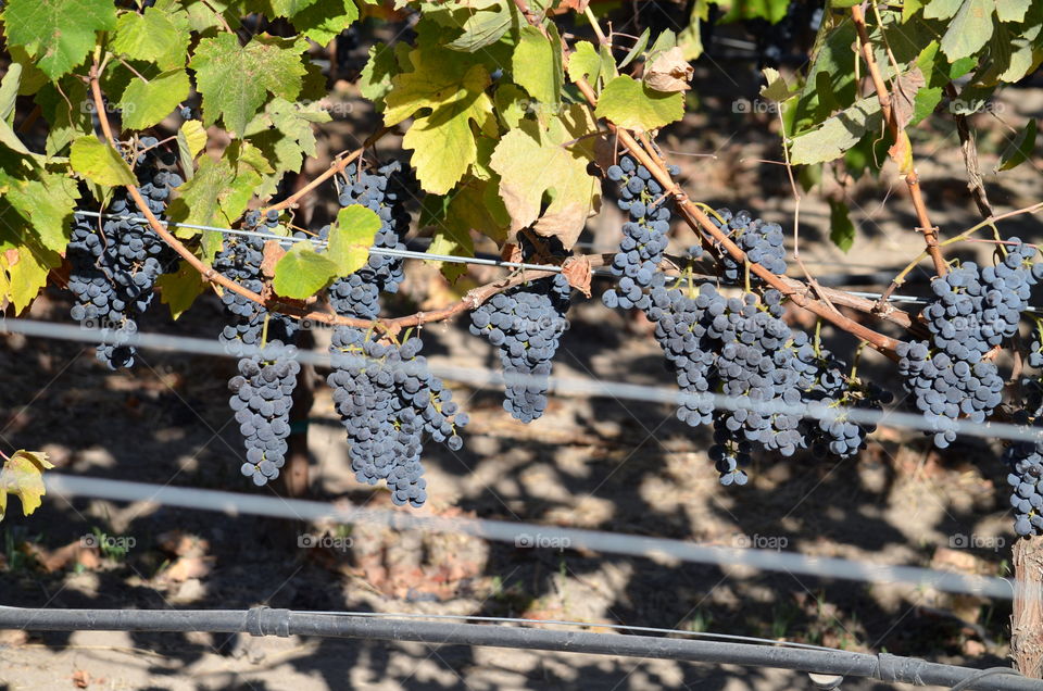 grapes on the vine