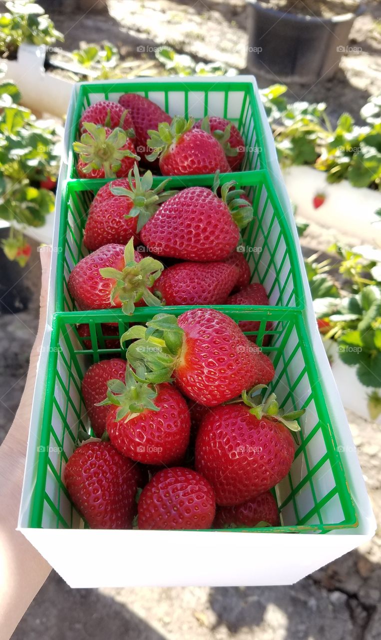 Picking strawberries