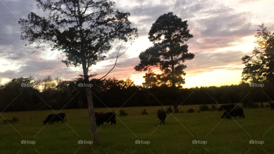 Cattle sunset. sunset in la grange, texas at a cattle ranch