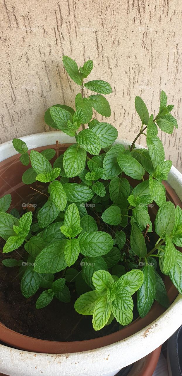 mint plant