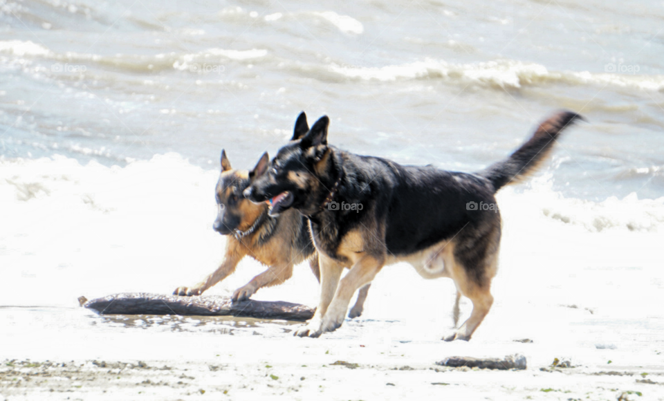 dog day of summer