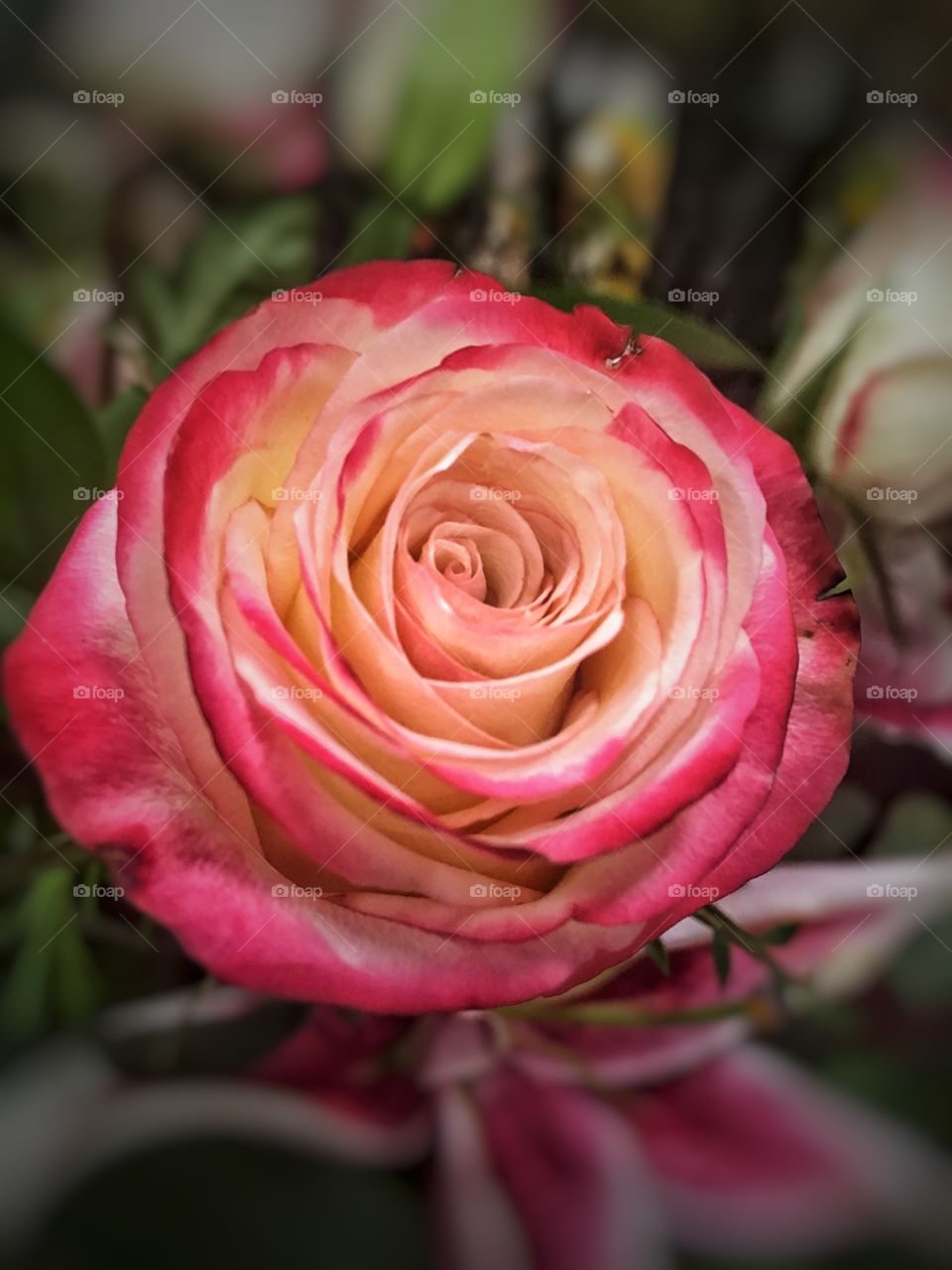Soft pink rose 