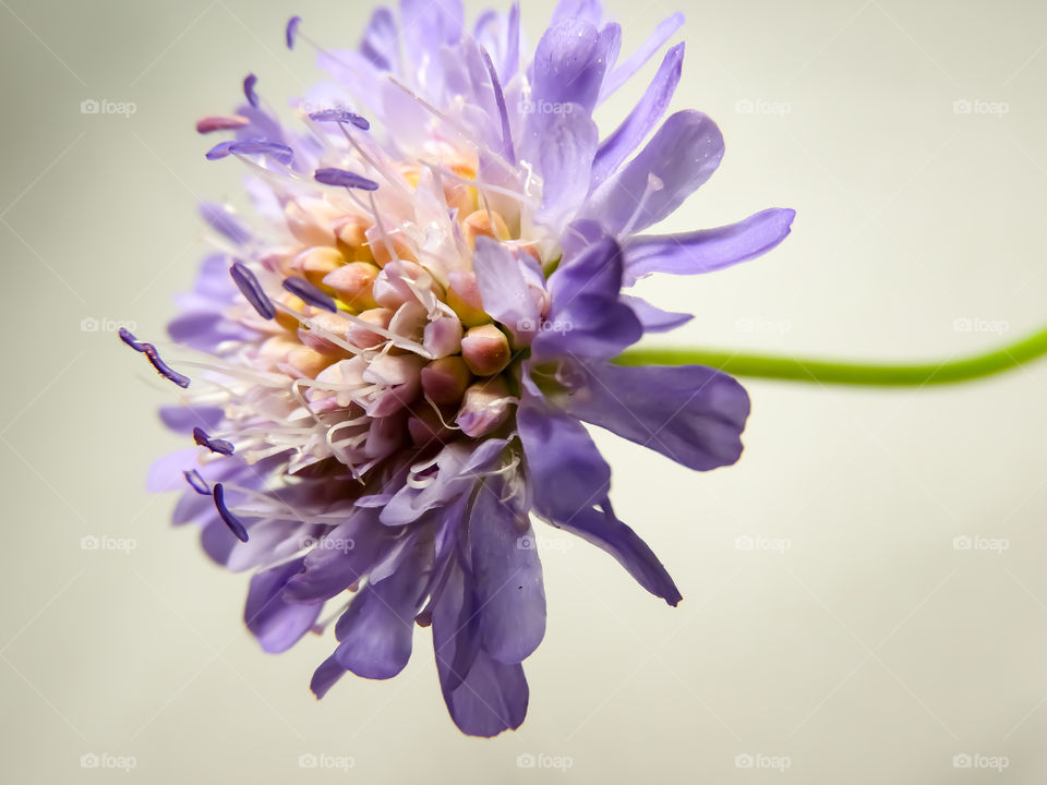 Beauty Nature - Field Scabious