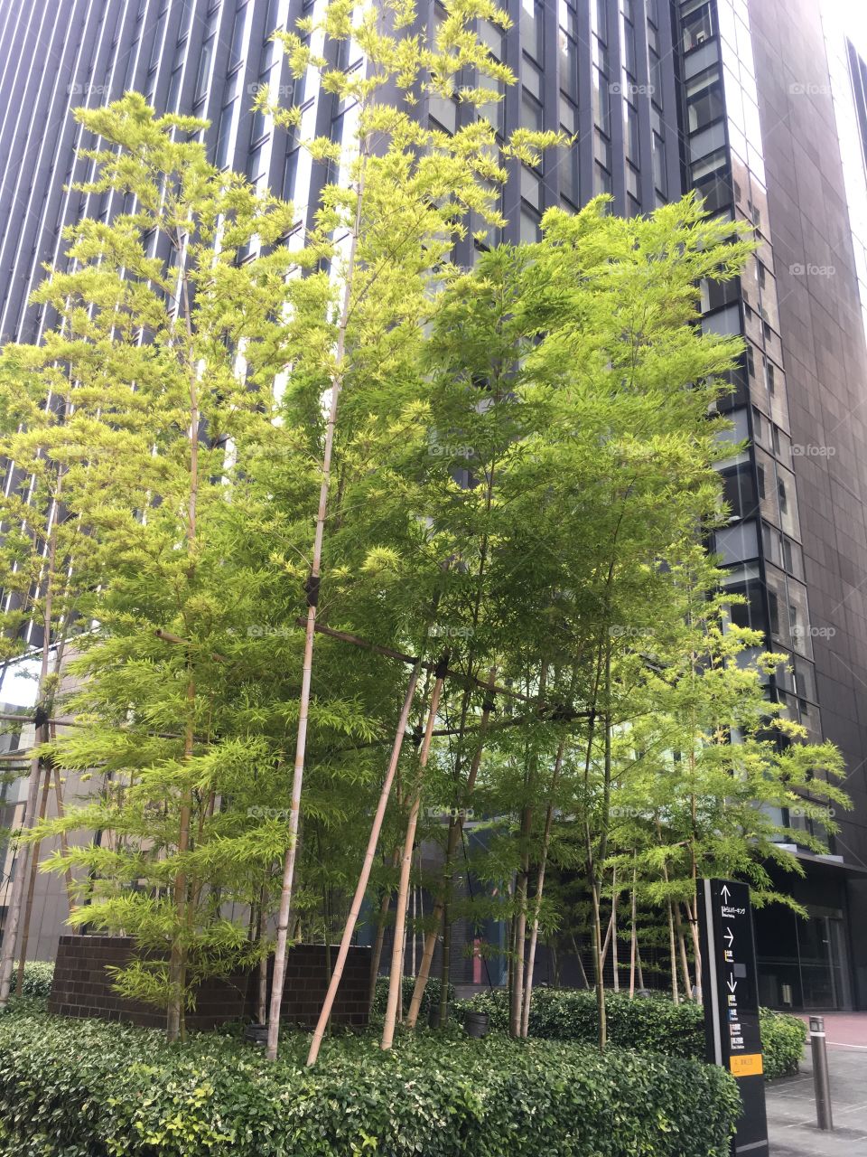 Bamboos between buildings