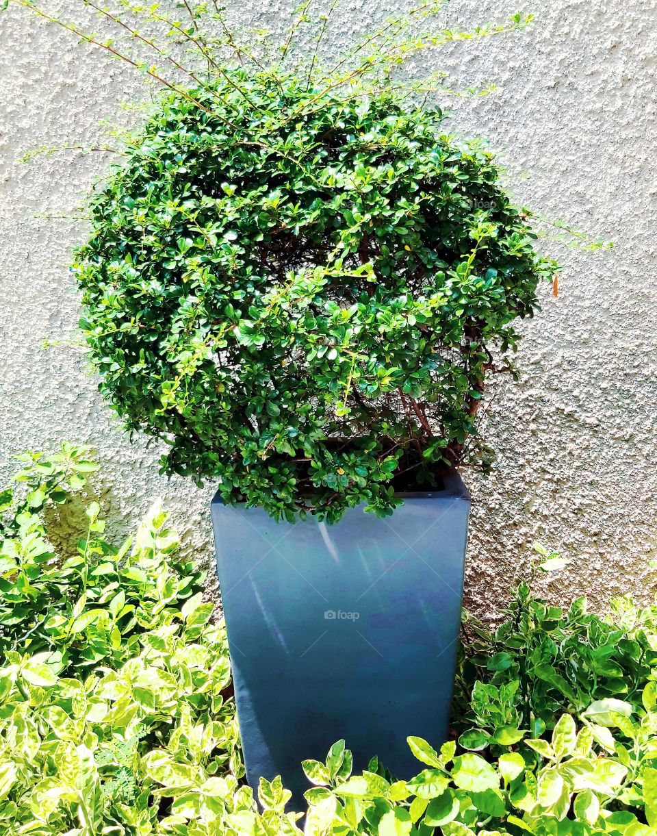 plant in a big pot