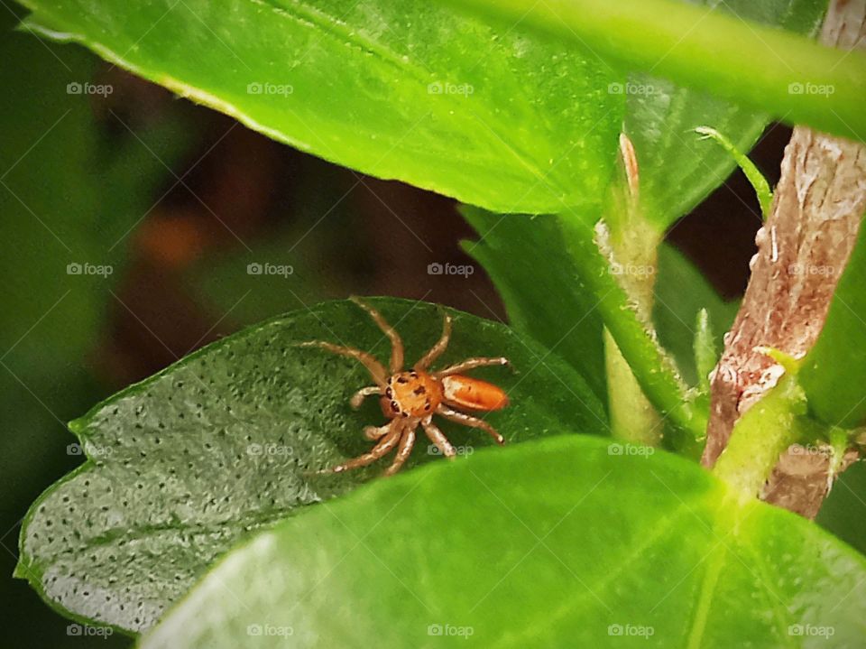 A spider hiding between the leaves.