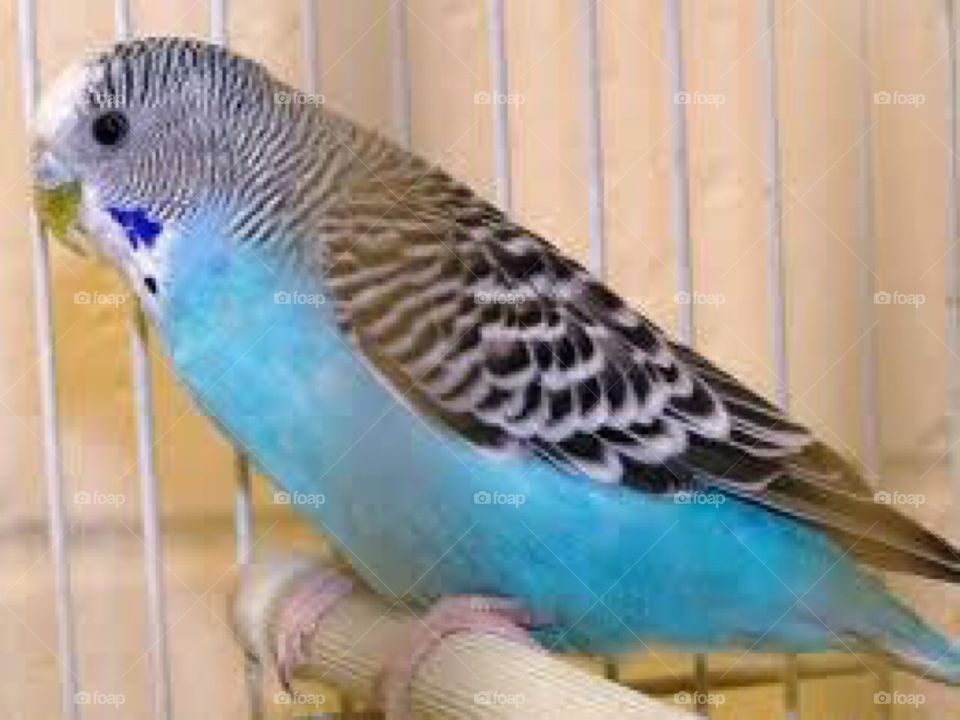 A blue parakeet 