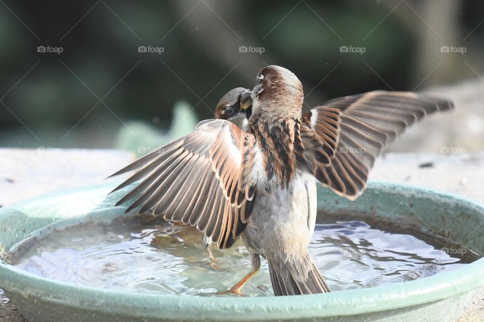 birds in a bath