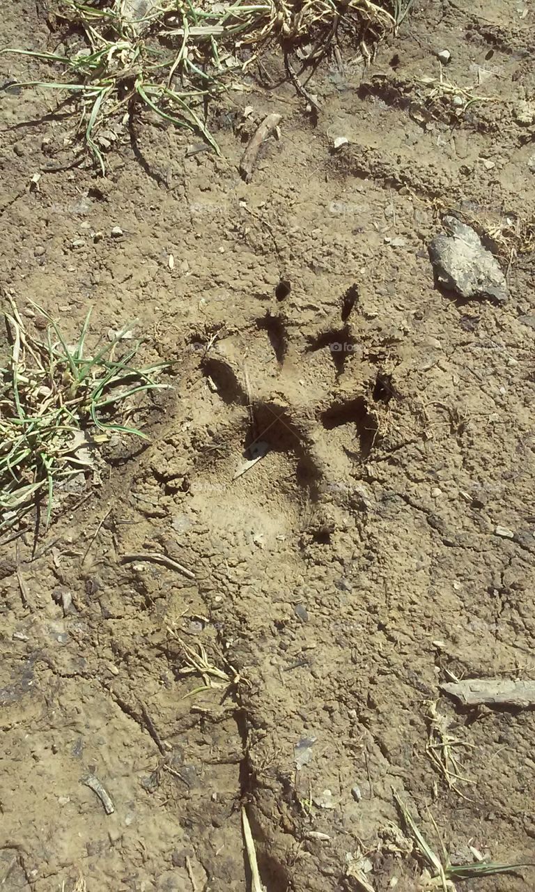 dogs paw print in the mud