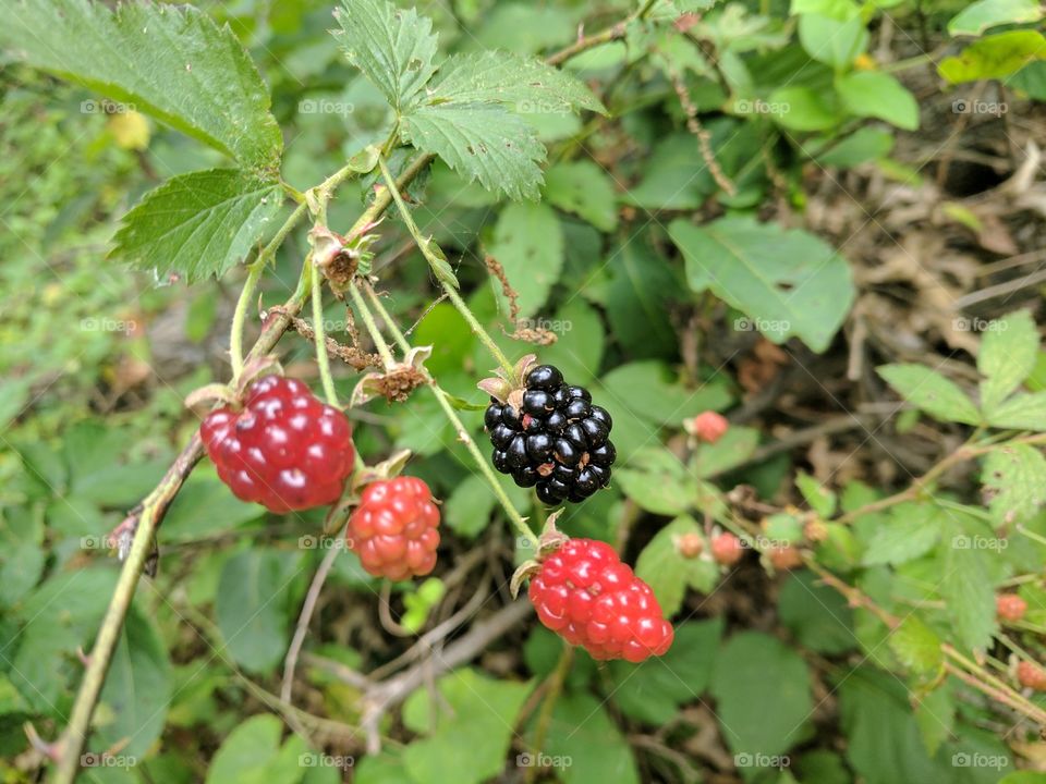 Colorful berries