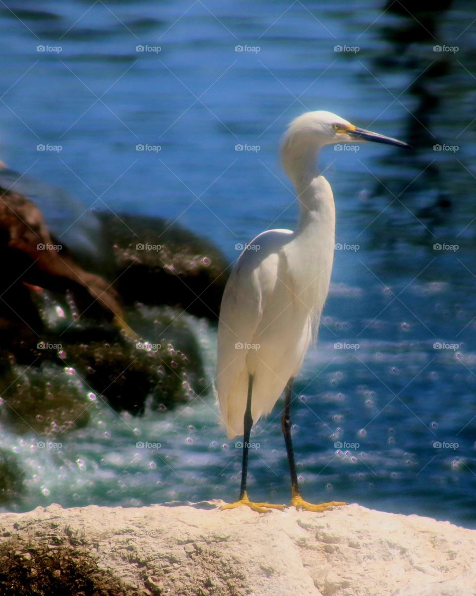 White Egret at the Lake