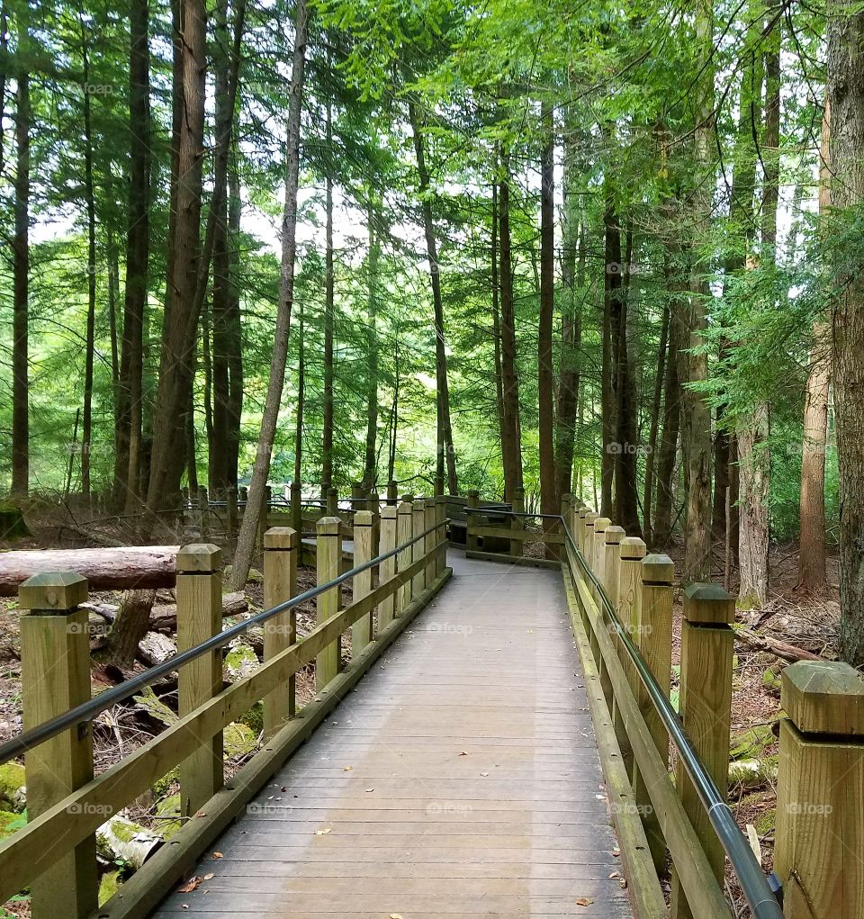 pathway into the woods while hiking