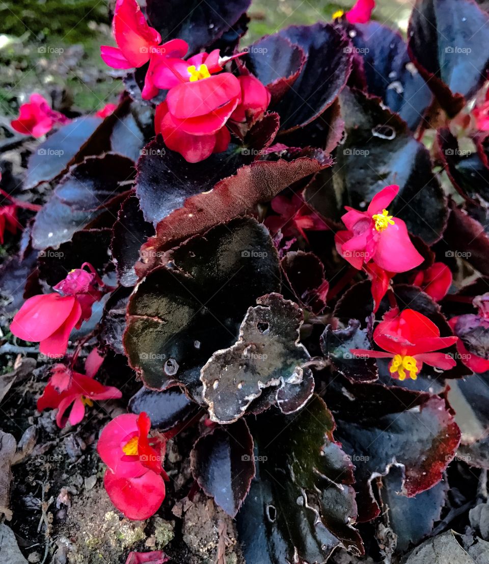 Here are some red flowers on a purple leaved plant.
