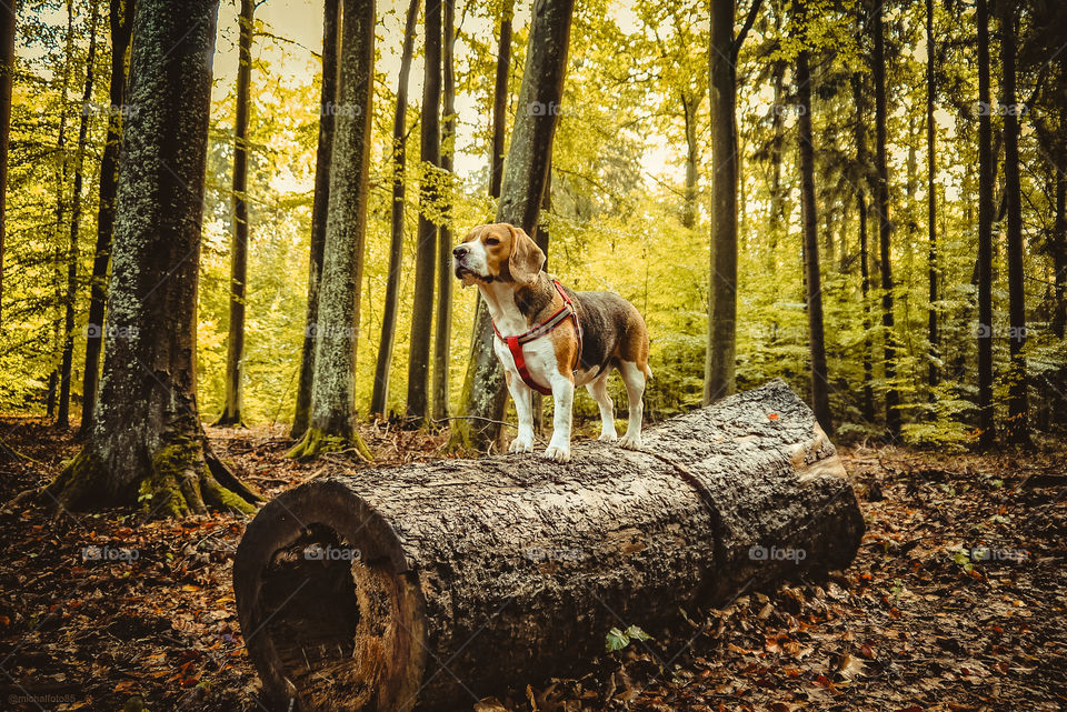 Dog in the forest