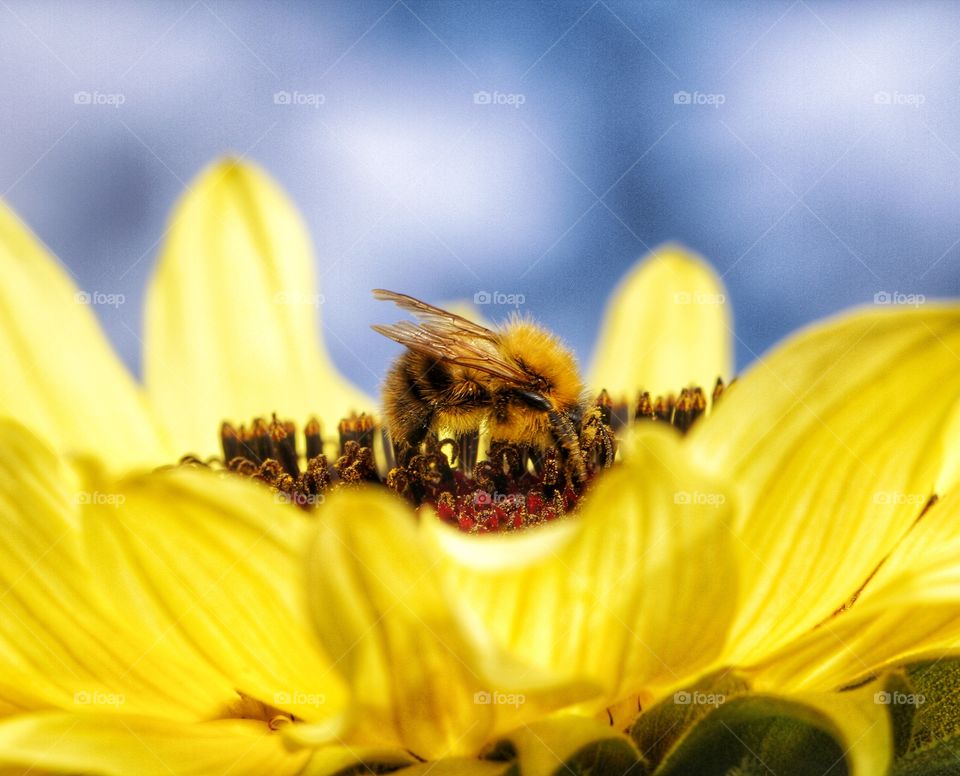 Bee On A Sunflower. A close up image of a honey bee collecting pollen on a sunflower.