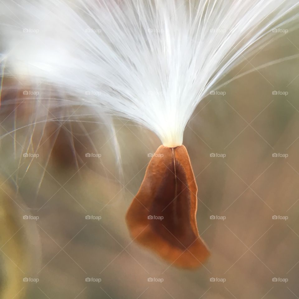 Eruption from a seed