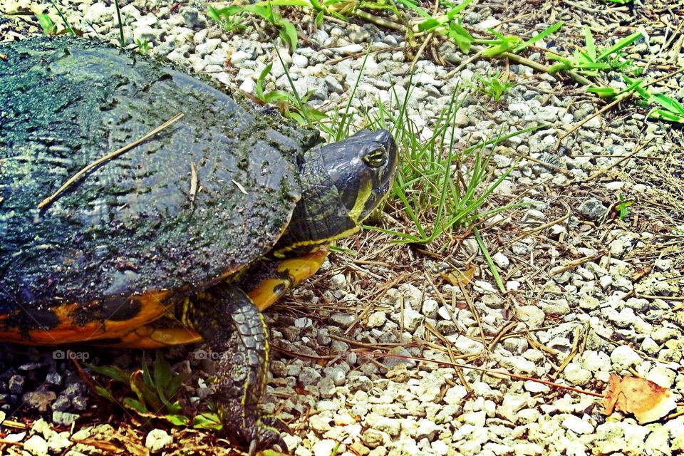 Red eared slider. Turtle