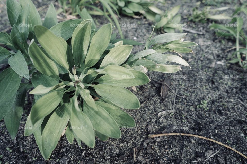 Grasses in the garden.