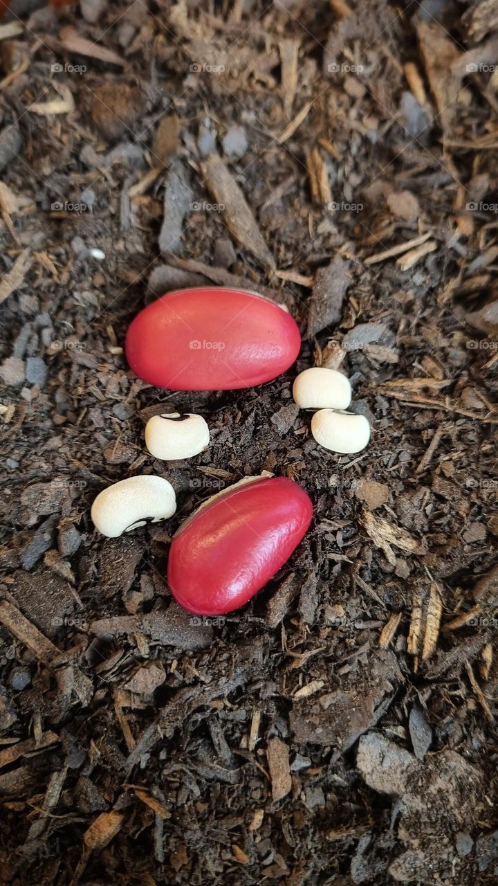 planting red beans and black eyed peas