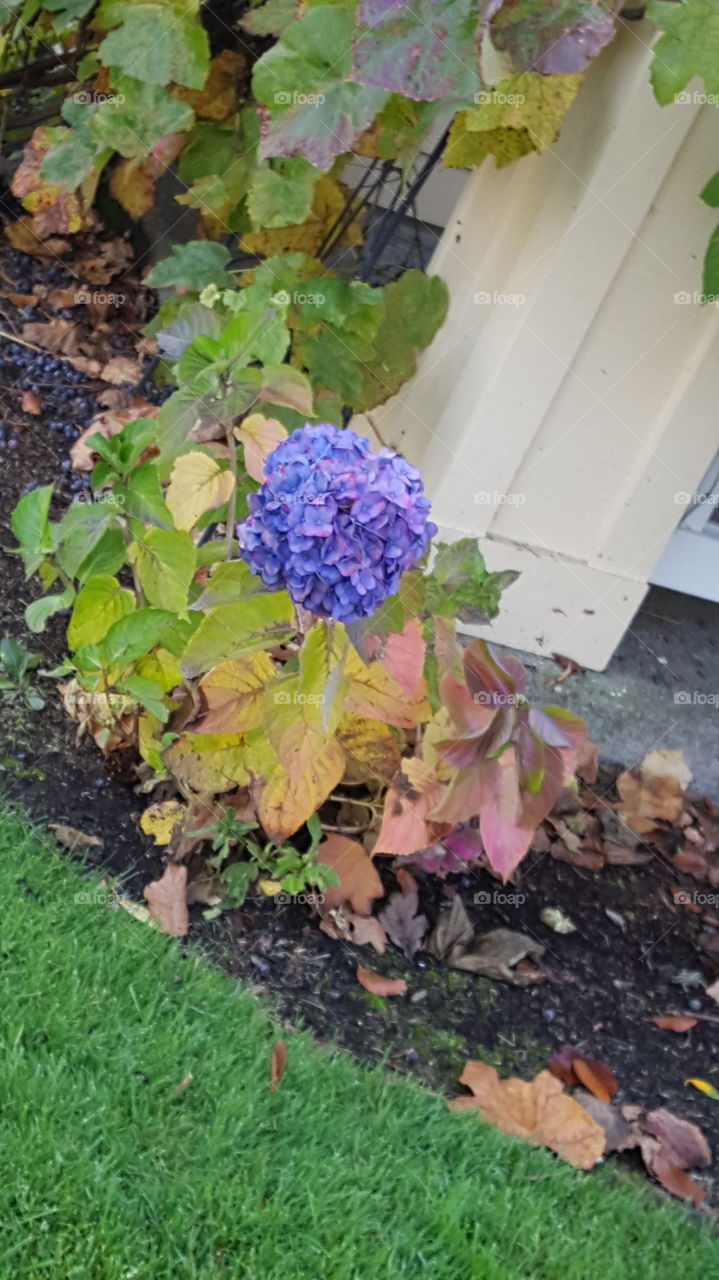 purple flowers in middle of autumn season