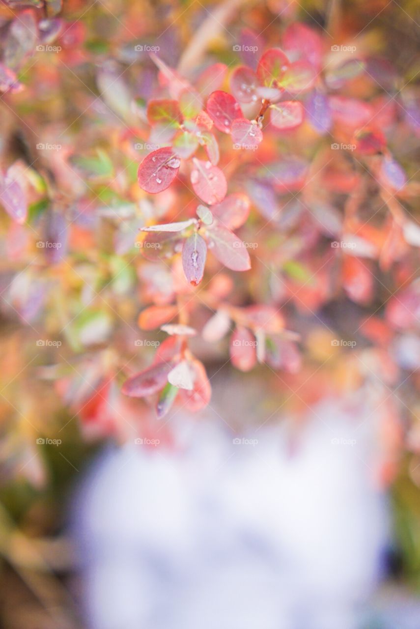 Plant closeup