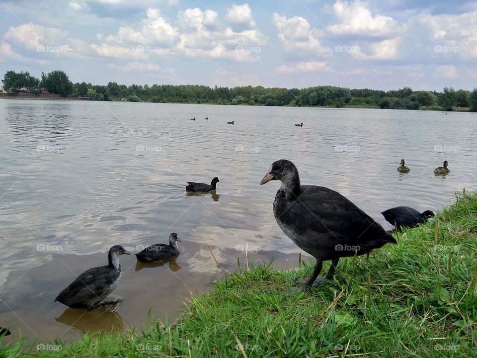 ducks family on a green grass lake shore summer time, mobile photography