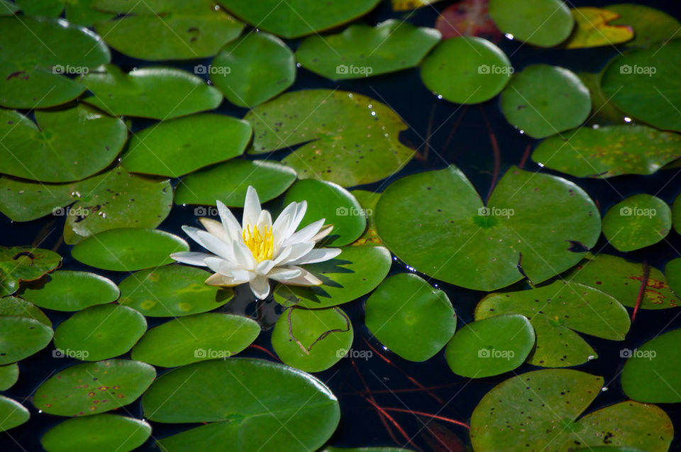 green flower pond water by jeffreyfulton