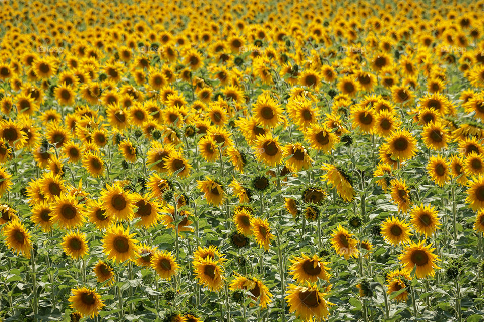 Field with beautiful yellow sunflowers
