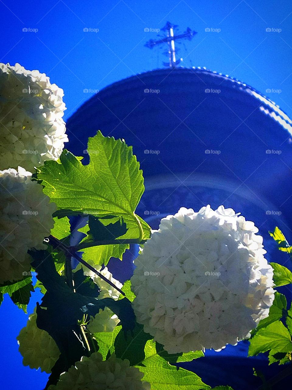 Sunny day.  Close-up of white balls of viburnum flowers with green leaves, on which the sun's rays fall.  In the background, the dome of the temple with a cross against the blue sky