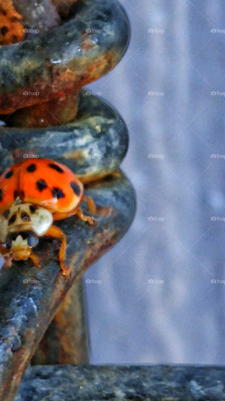 LADYBUG. This ladybug visits me every morning, going on eight days now!