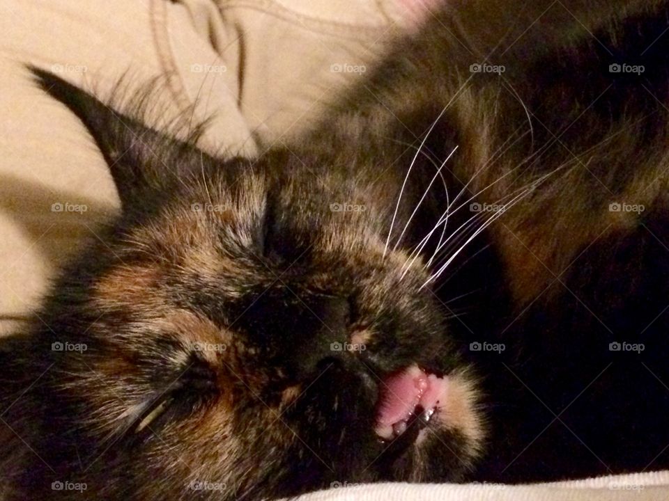 Sleepy kitty, Artesia...