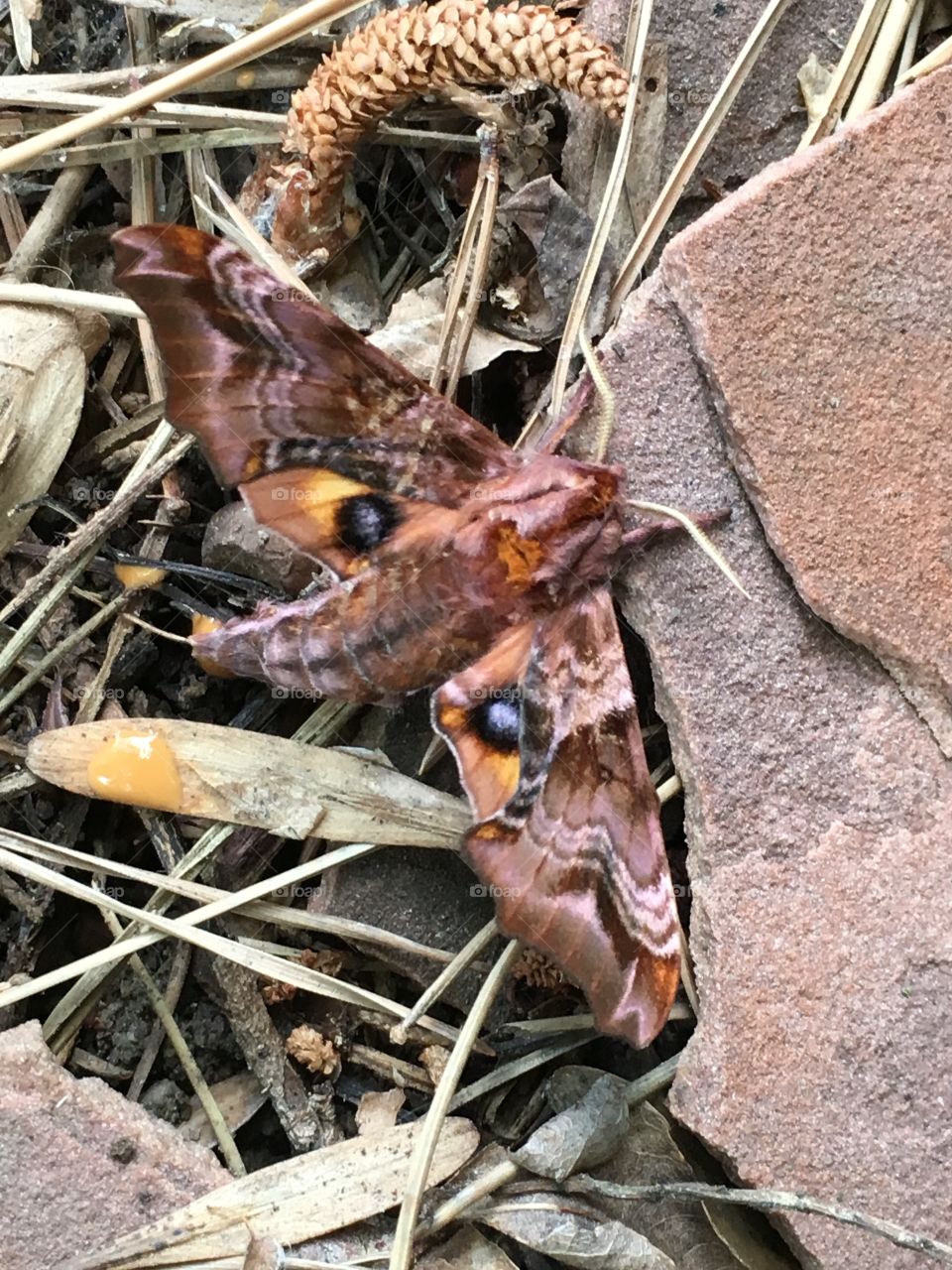 Moth in nature