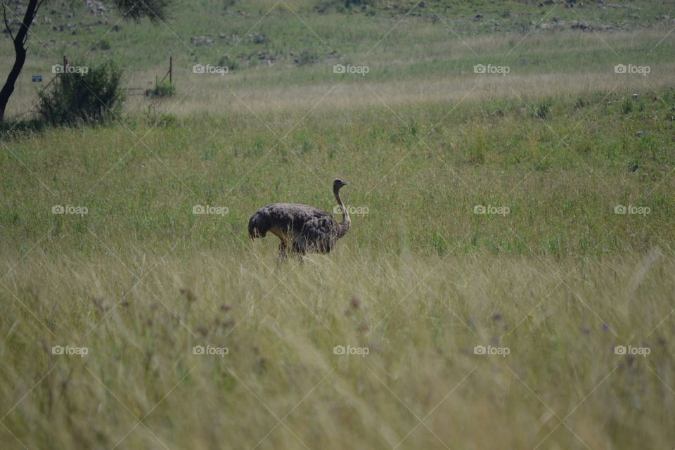 ostrich