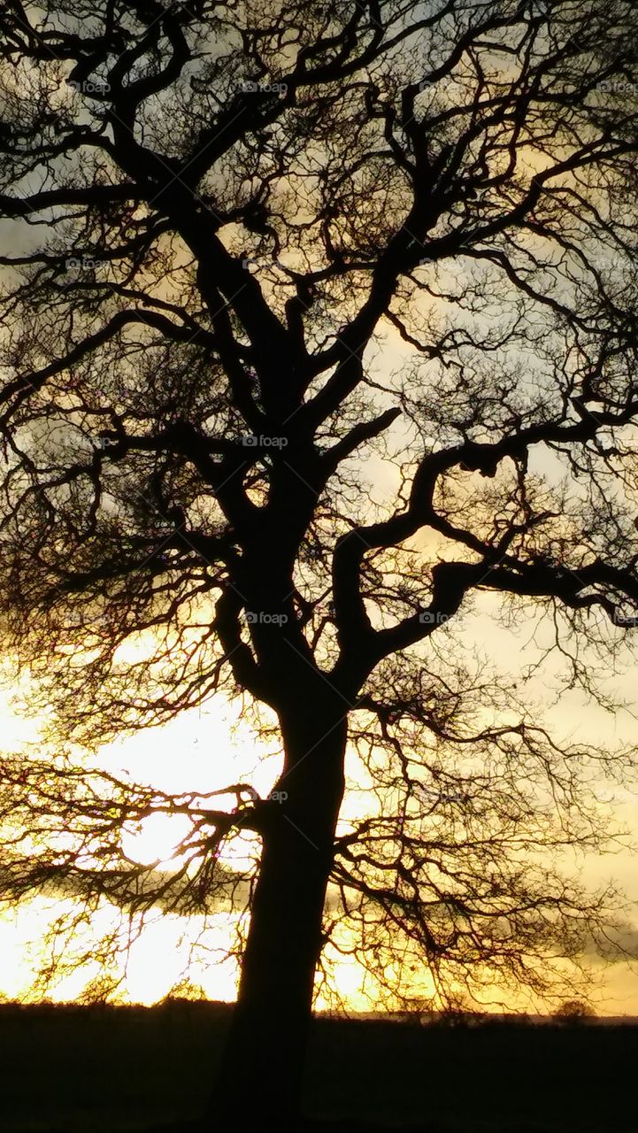 Sun Tree