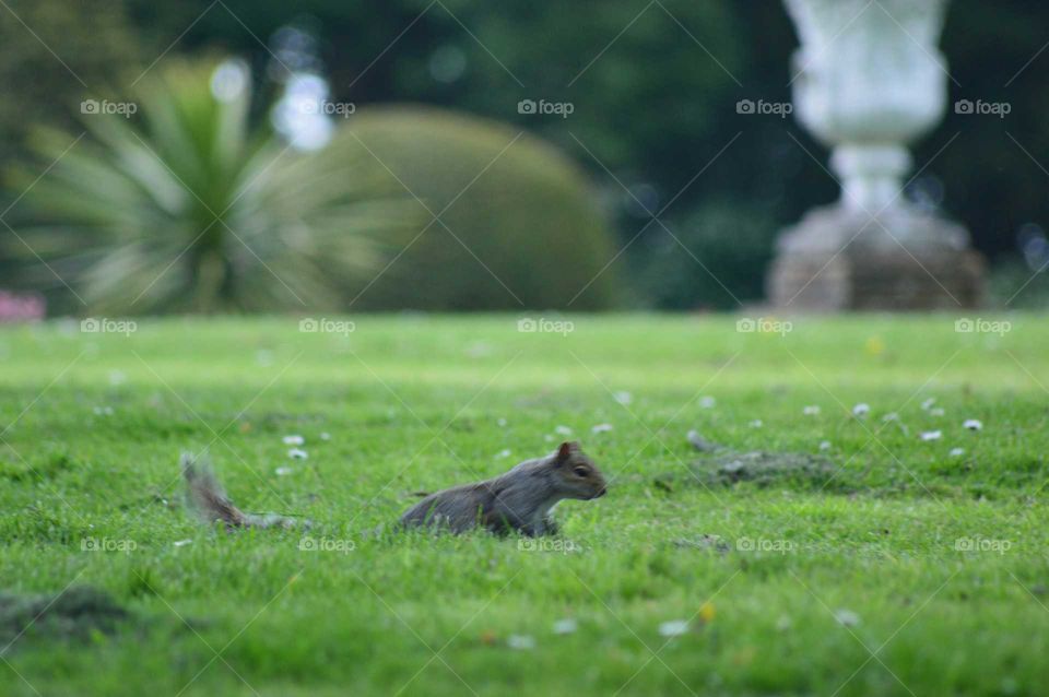 Sneaking gray squirrel