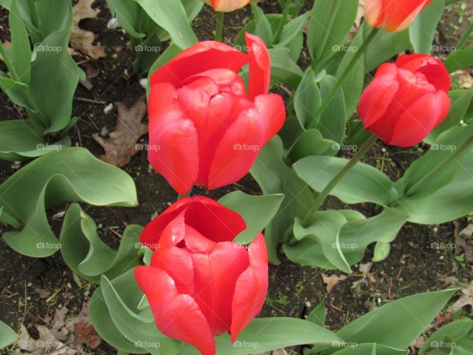 Tulips
