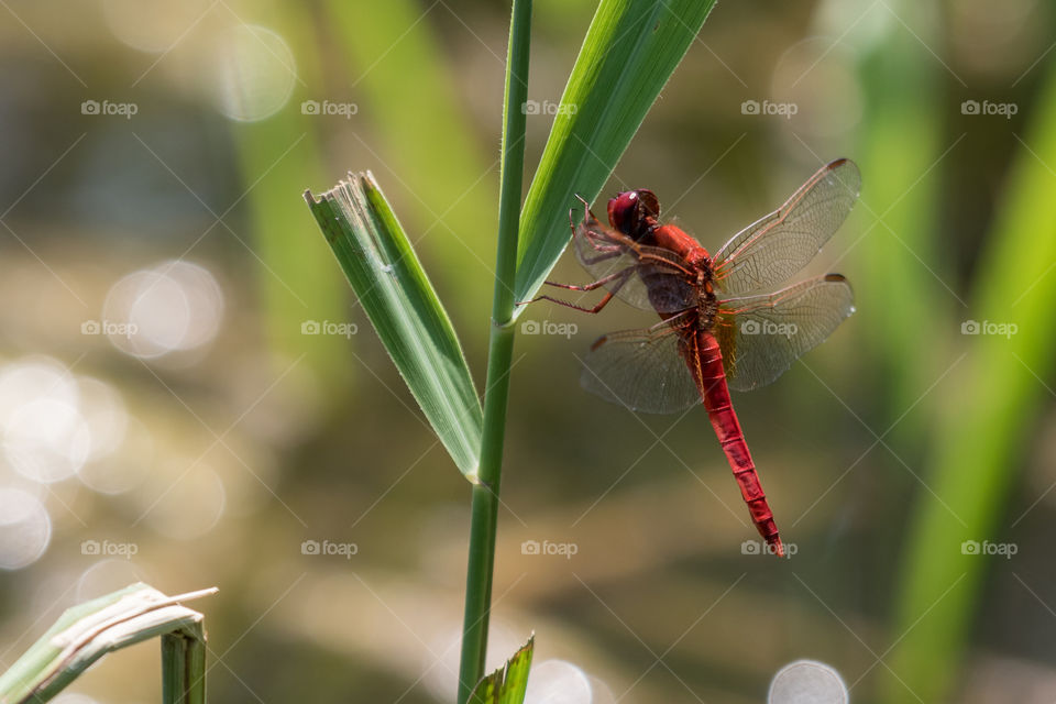Close up of red dragonfly