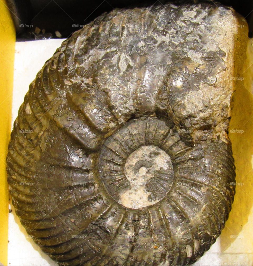 fossil