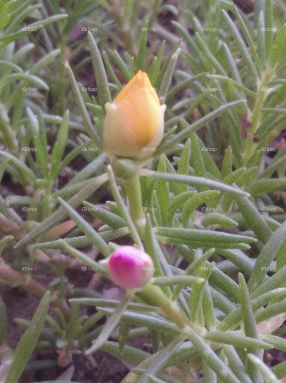 yellow nd pink flower bud shurb small in size fresh seasonal looking very beautiful generally found everywhere