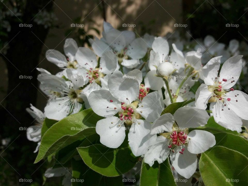 pear blossoms