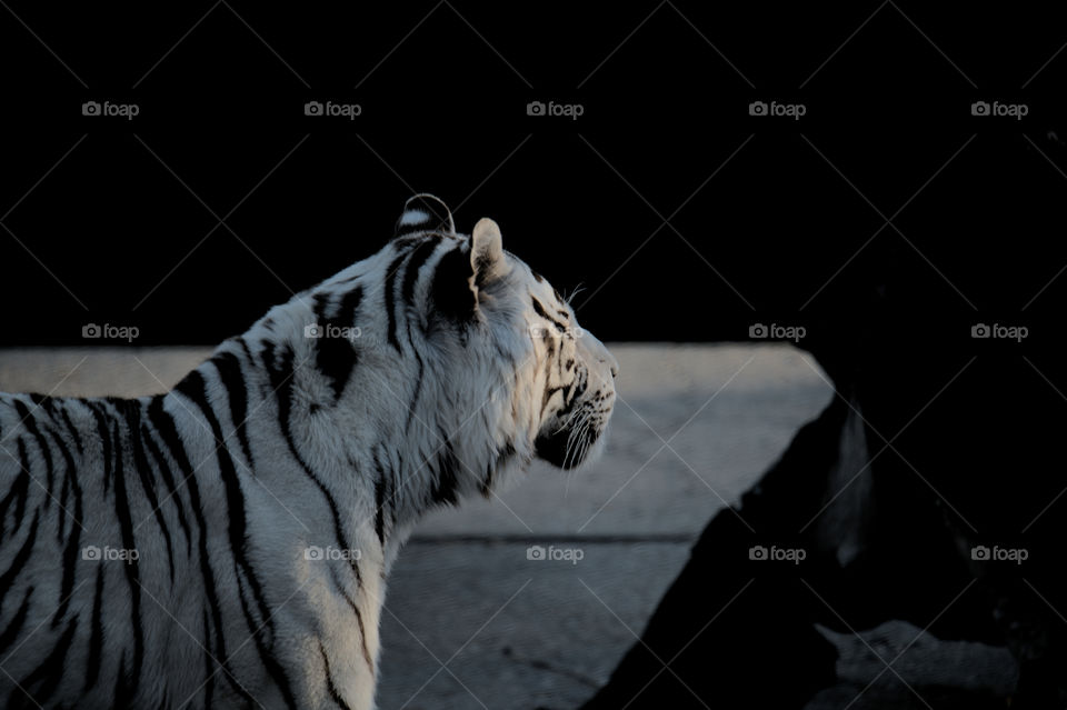 Tigre albino-Albino Tiger