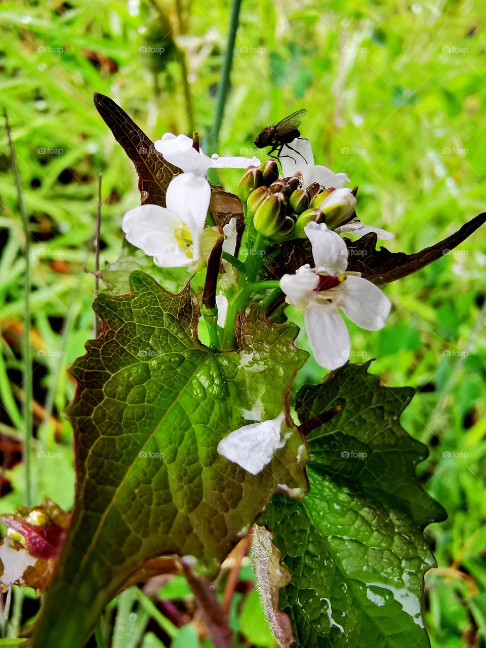 Nature's way to reproduce the marvel