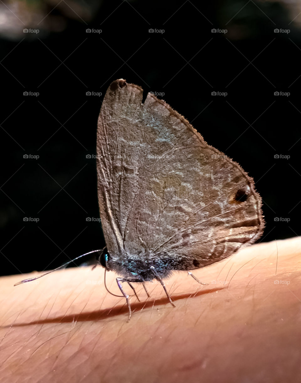 a butterfly perched on the hand