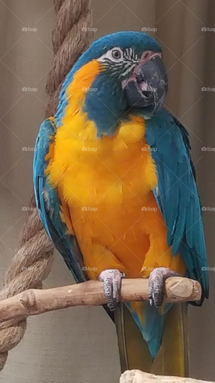 parrot