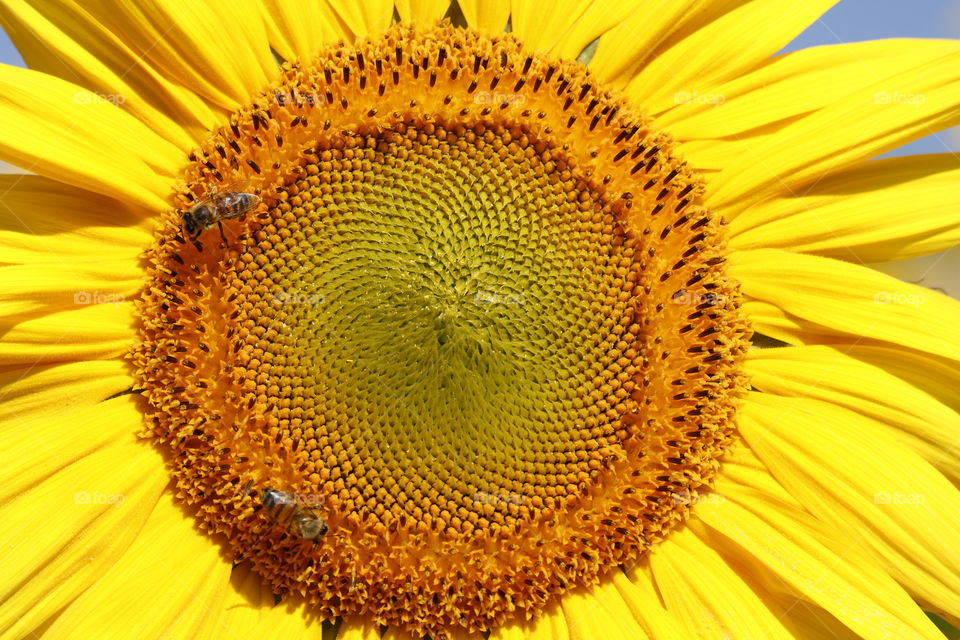 Sunflower Face